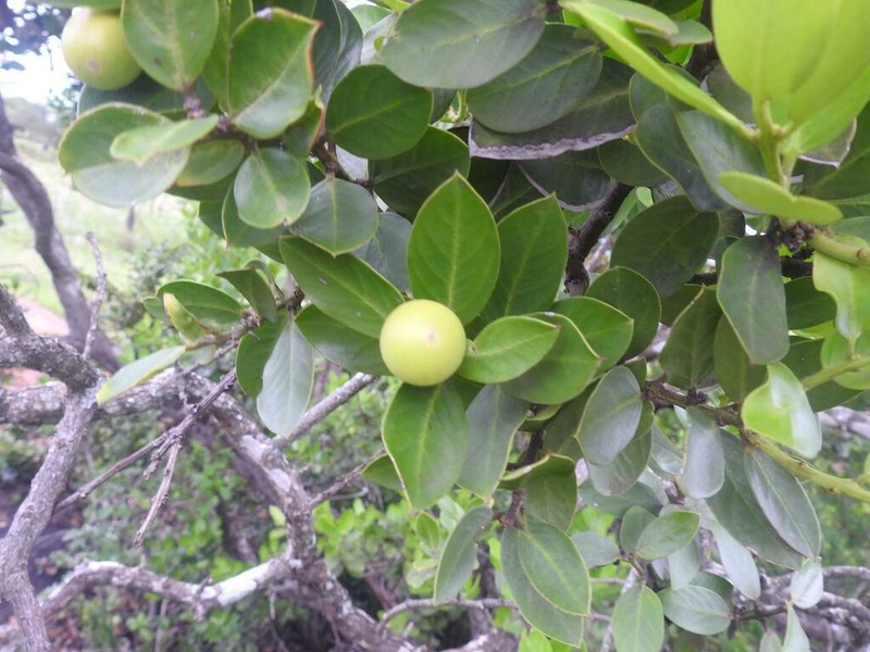 Acokanthera rotundata photo 5