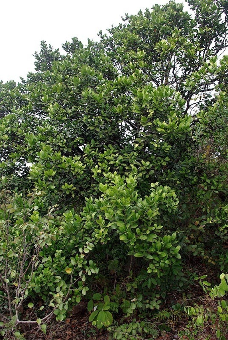 Acokanthera rotundata photo 6