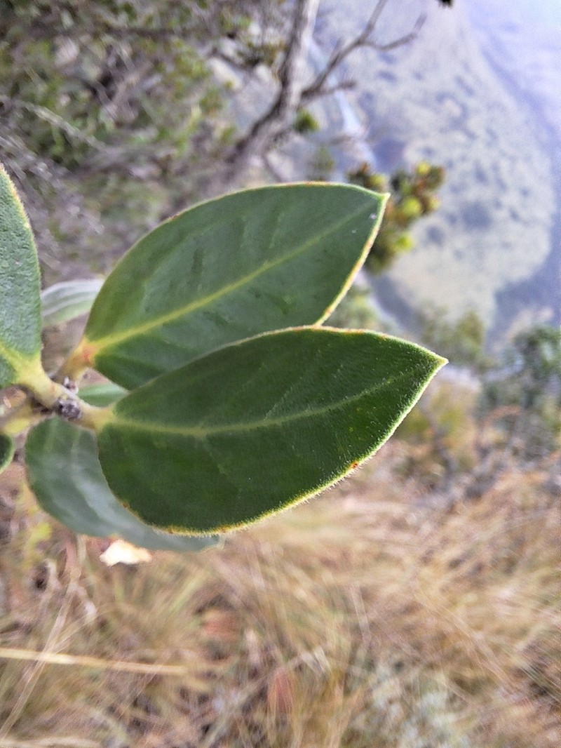 Acokanthera rotundata photo 7