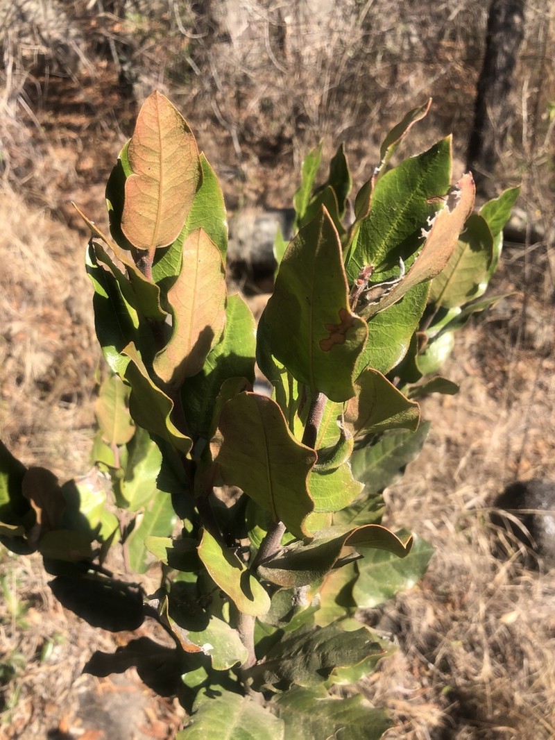 Acokanthera rotundata photo 8