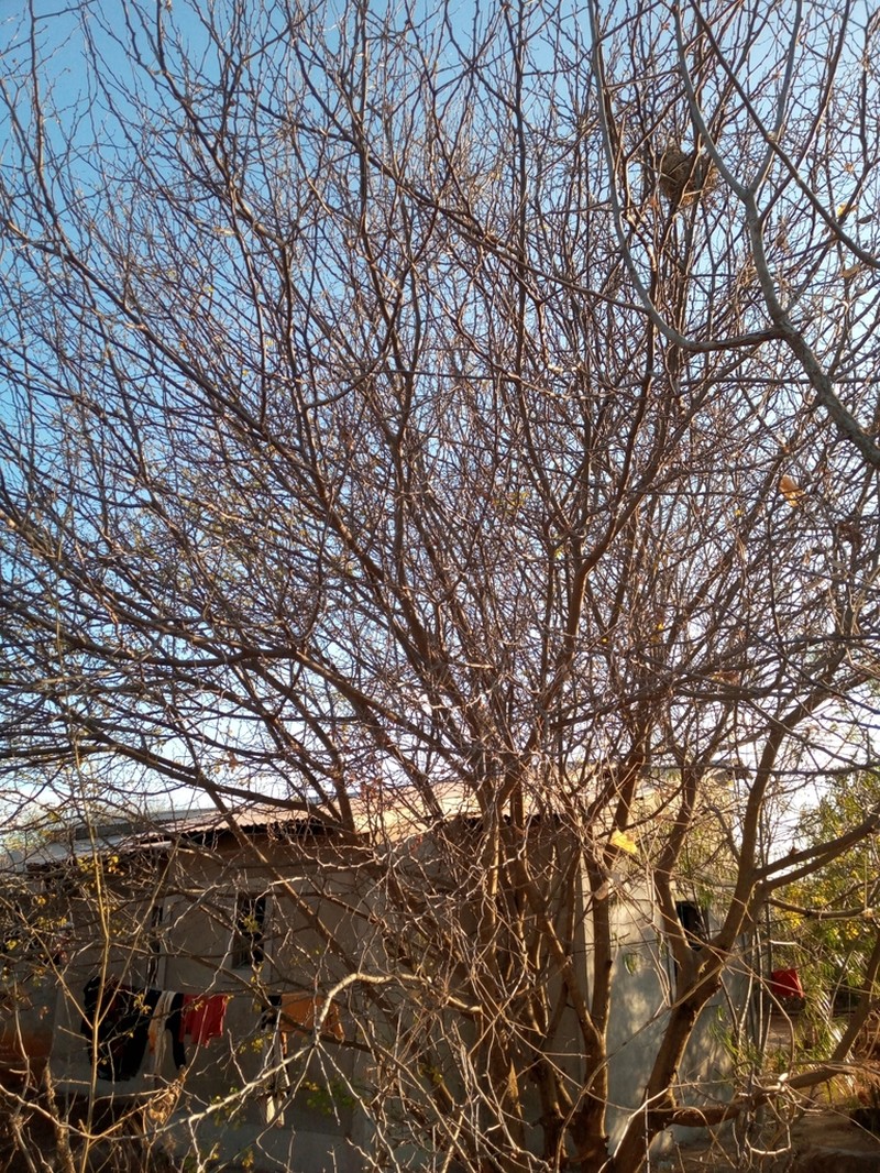 Acokanthera schimperi photo 2