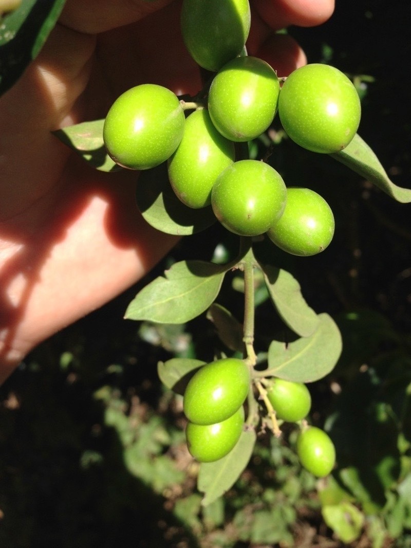 Acokanthera schimperi photo 3