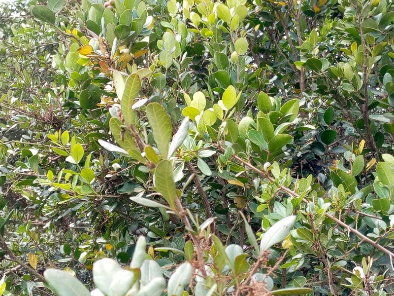 Acokanthera schimperi photo 4