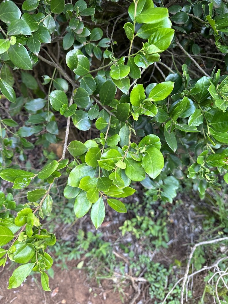 Acokanthera schimperi photo 5