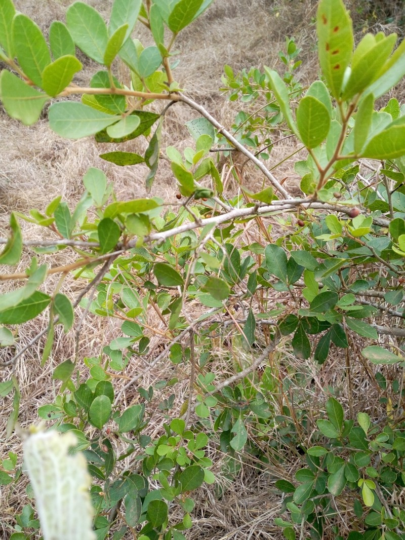 Acokanthera schimperi photo 6