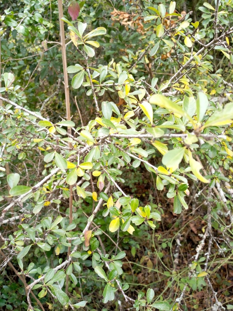Acokanthera schimperi photo 7