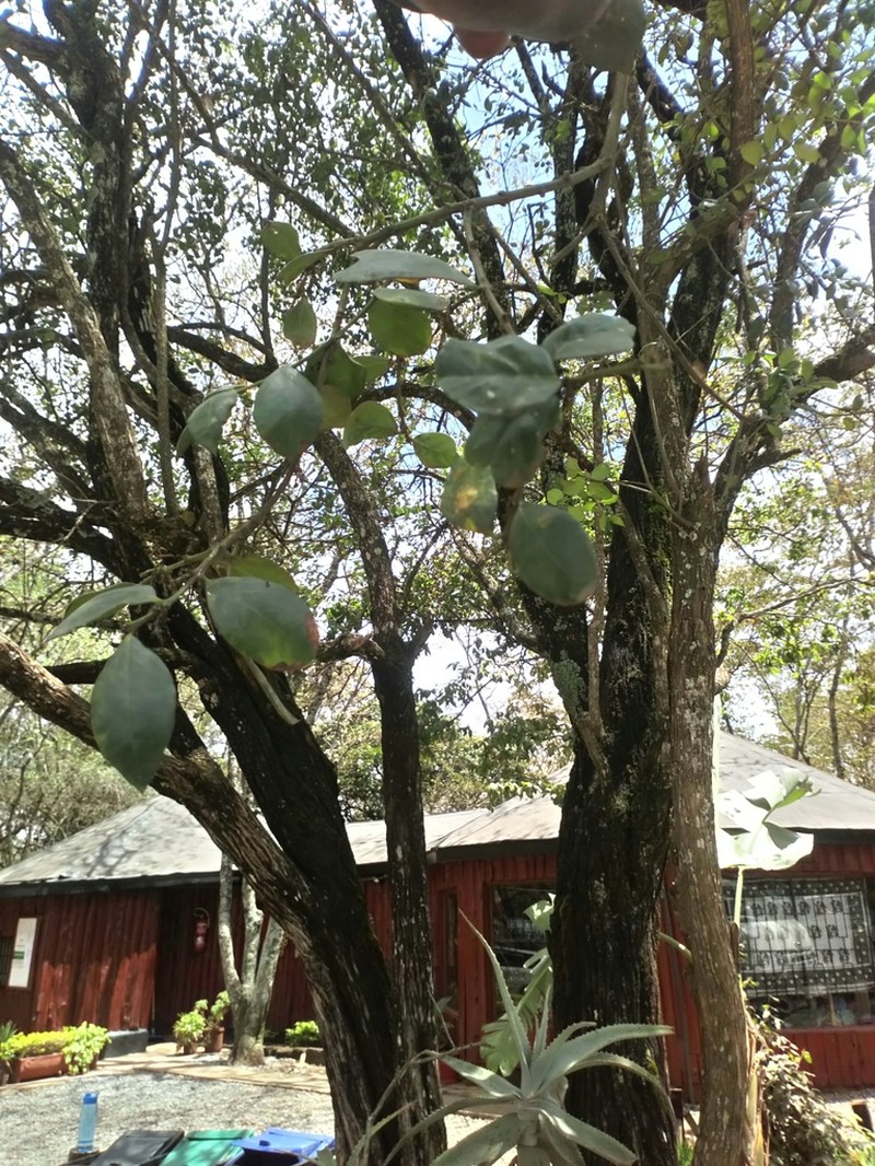 Acokanthera schimperi photo 8