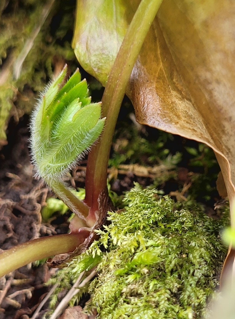 Aconitum × baumgartenianum