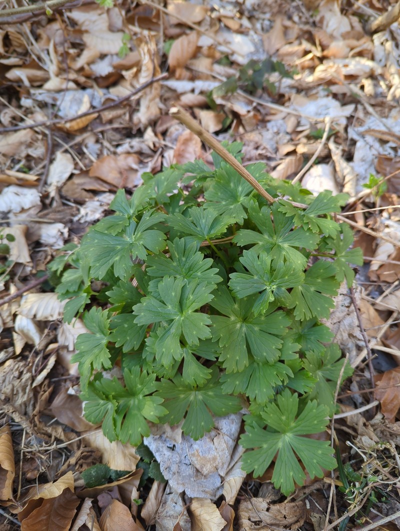 Aconitum × baumgartenianum photo 2