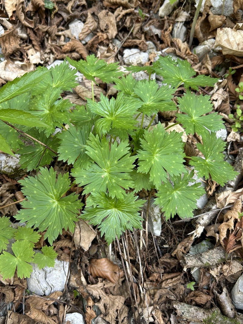 Aconitum × baumgartenianum photo 3