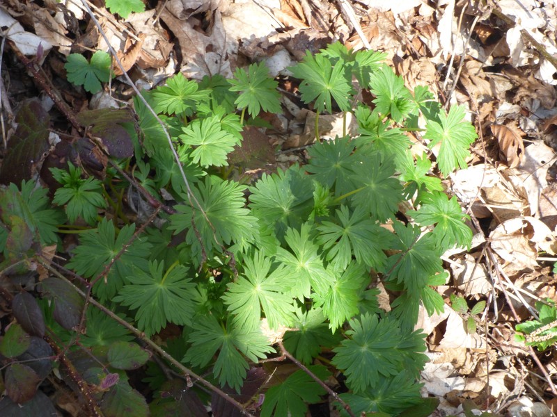 Aconitum × baumgartenianum photo 4
