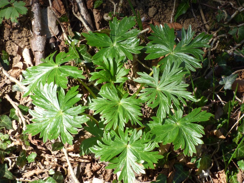 Aconitum × baumgartenianum photo 5