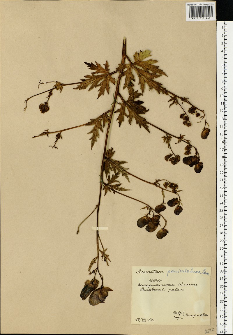 Aconitum × berdaui nothosubsp. berdaui
