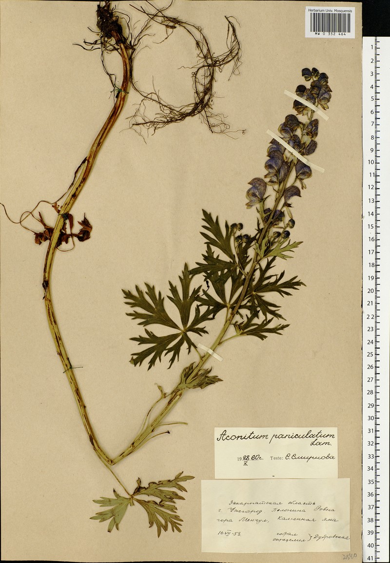 Aconitum × berdaui nothosubsp. berdaui photo 2