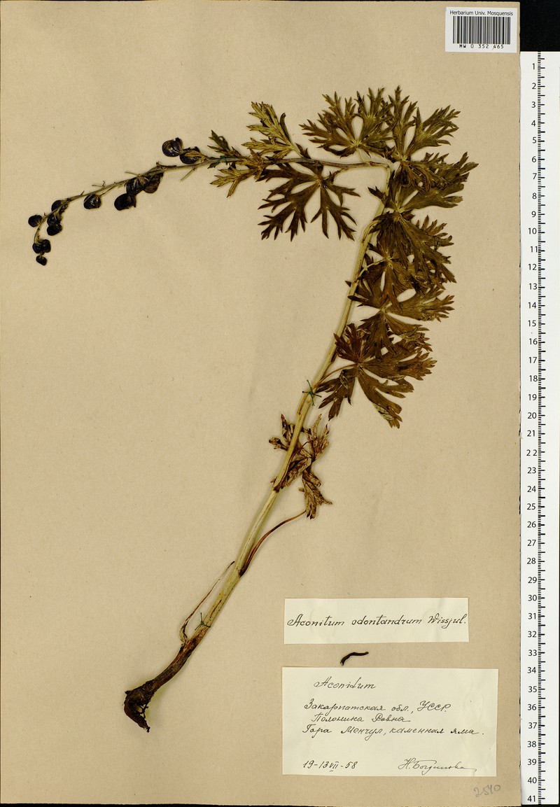 Aconitum × berdaui nothosubsp. berdaui photo 3