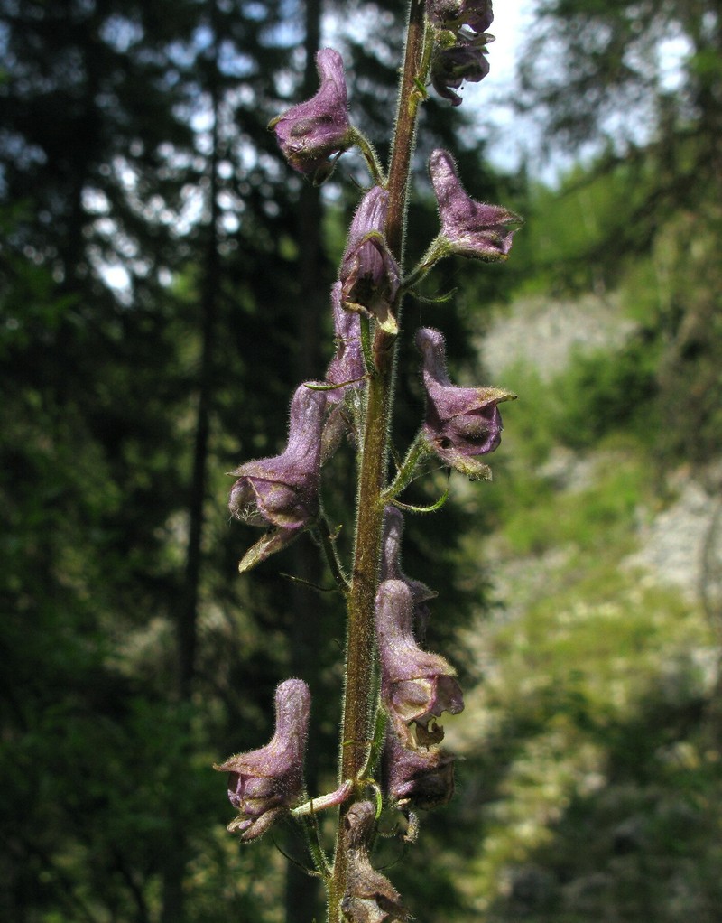 Aconitum × bujbense
