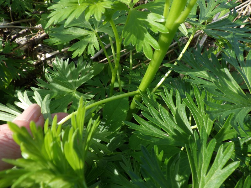 Twocolor Monkshood photo 2