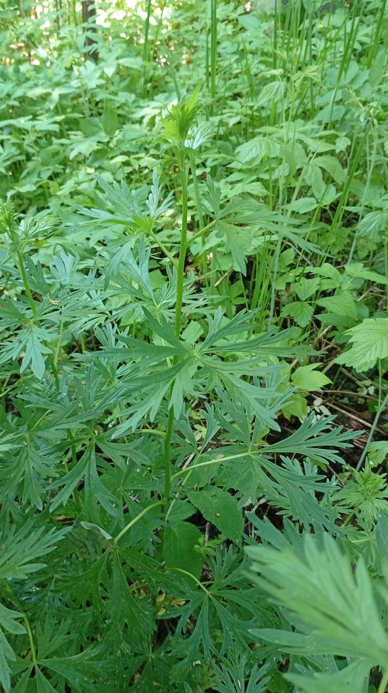 Twocolor Monkshood photo 3