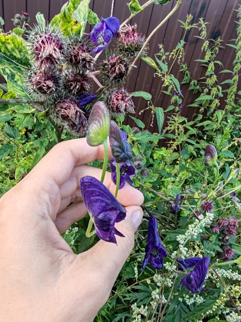 Twocolor Monkshood photo 4