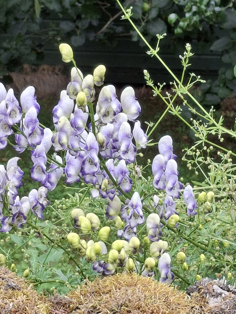 Twocolor Monkshood photo 5