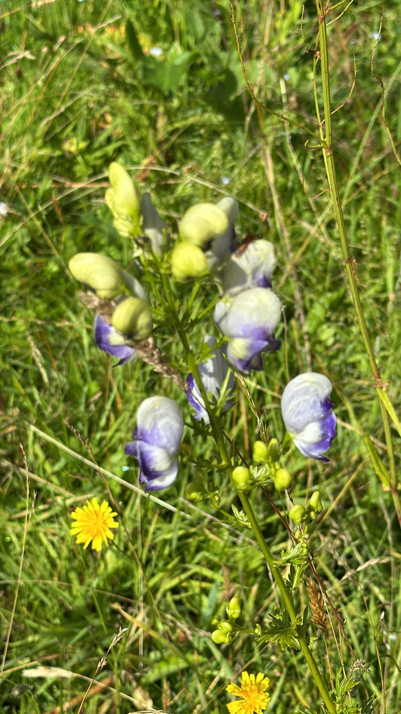 Twocolor Monkshood photo 6