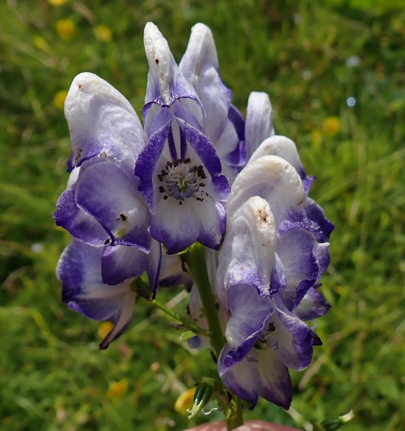 Twocolor Monkshood photo 7