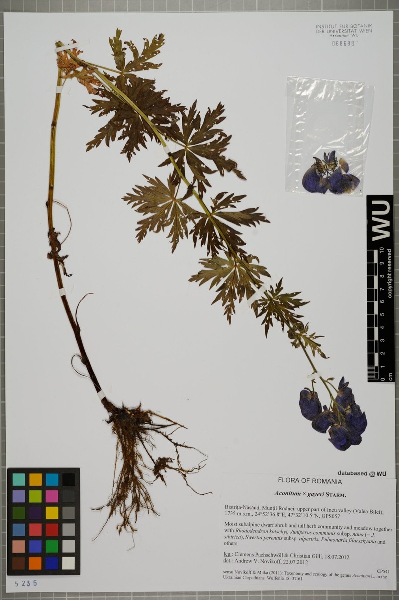 Aconitum × gayeri