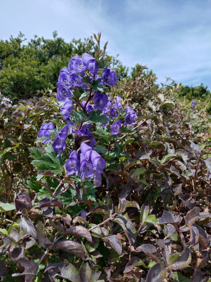Aconitum × hakusanense