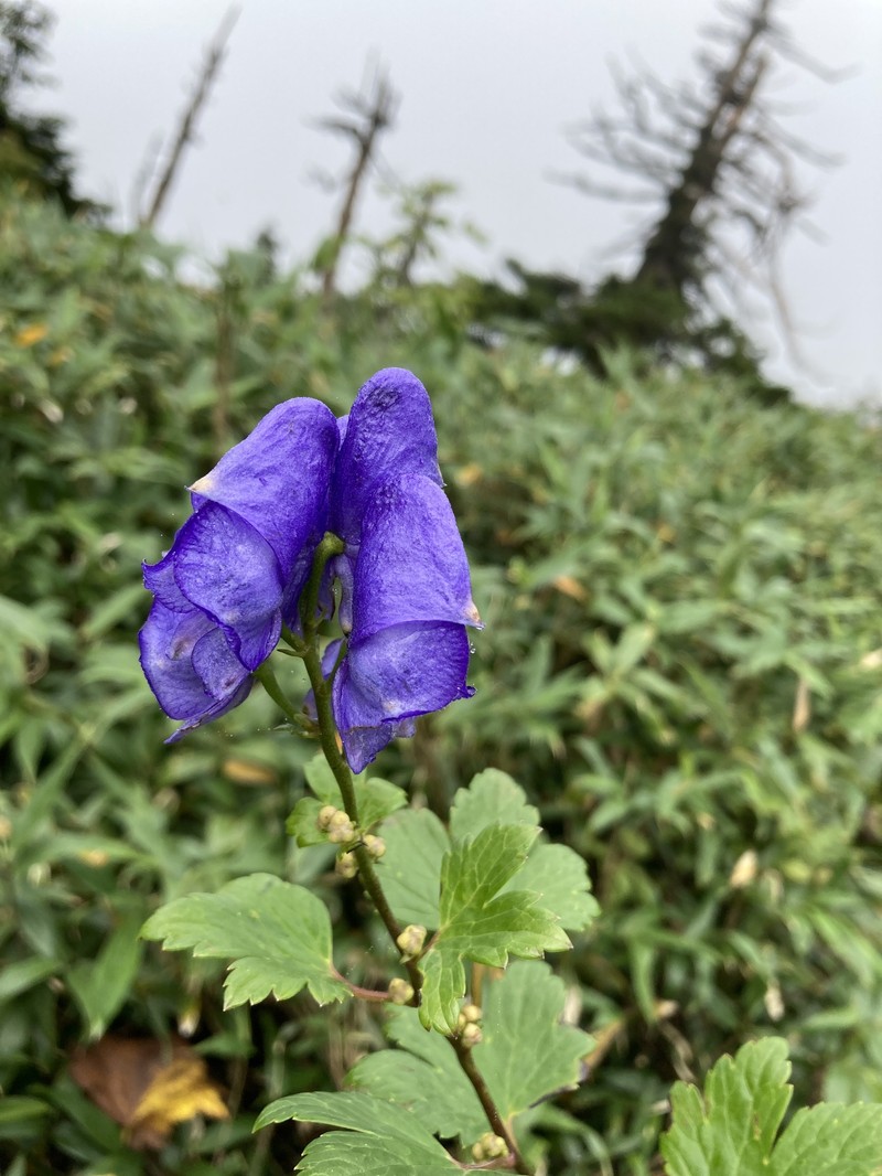 Aconitum × hakusanense photo 5