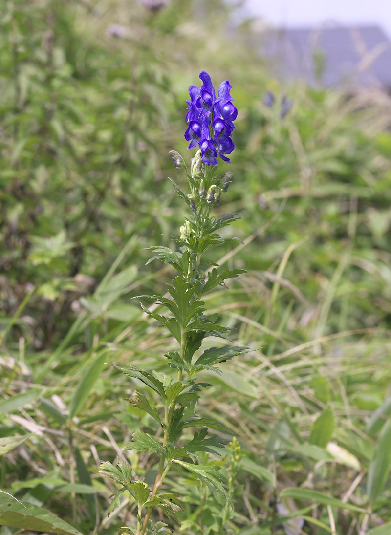 Aconitum × hakusanense photo 8