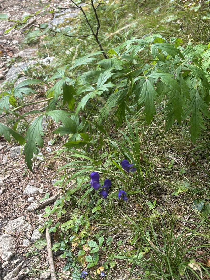 Aconitum × hebegynum
