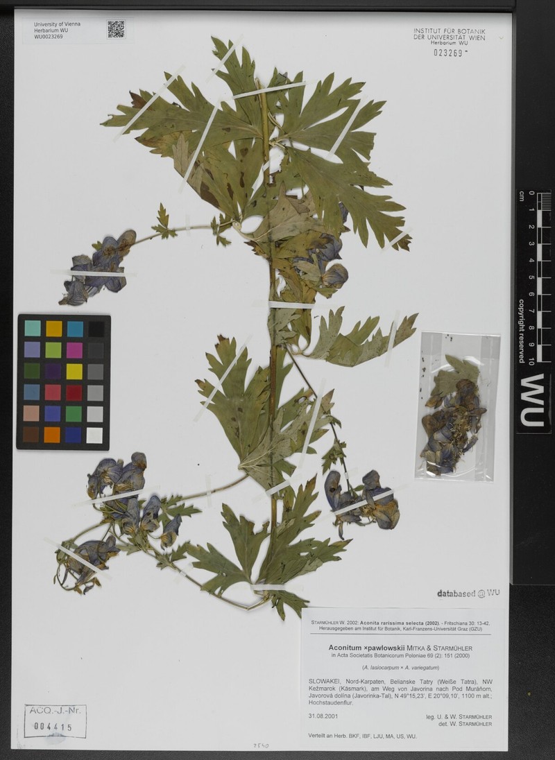 Aconitum × pawlowskii