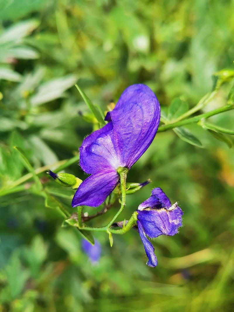 Aconitum × schneebergense