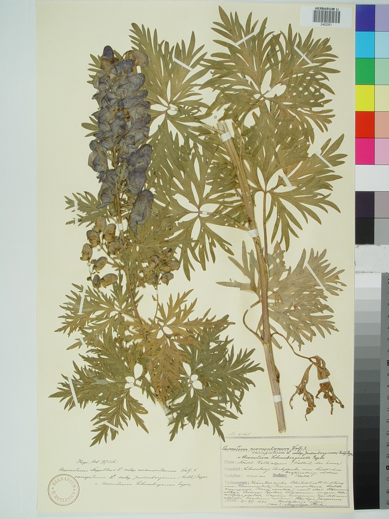 Aconitum × schneebergense photo 3