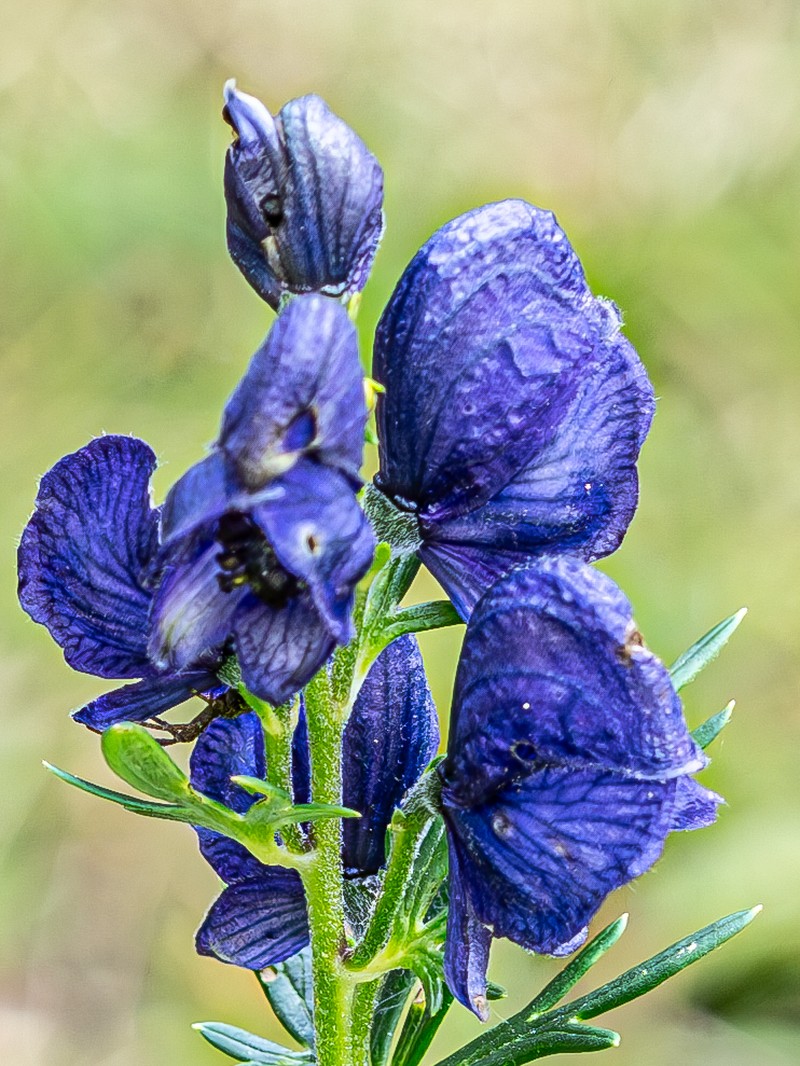 Aconitum × teppneri nothosubsp. haderlappii