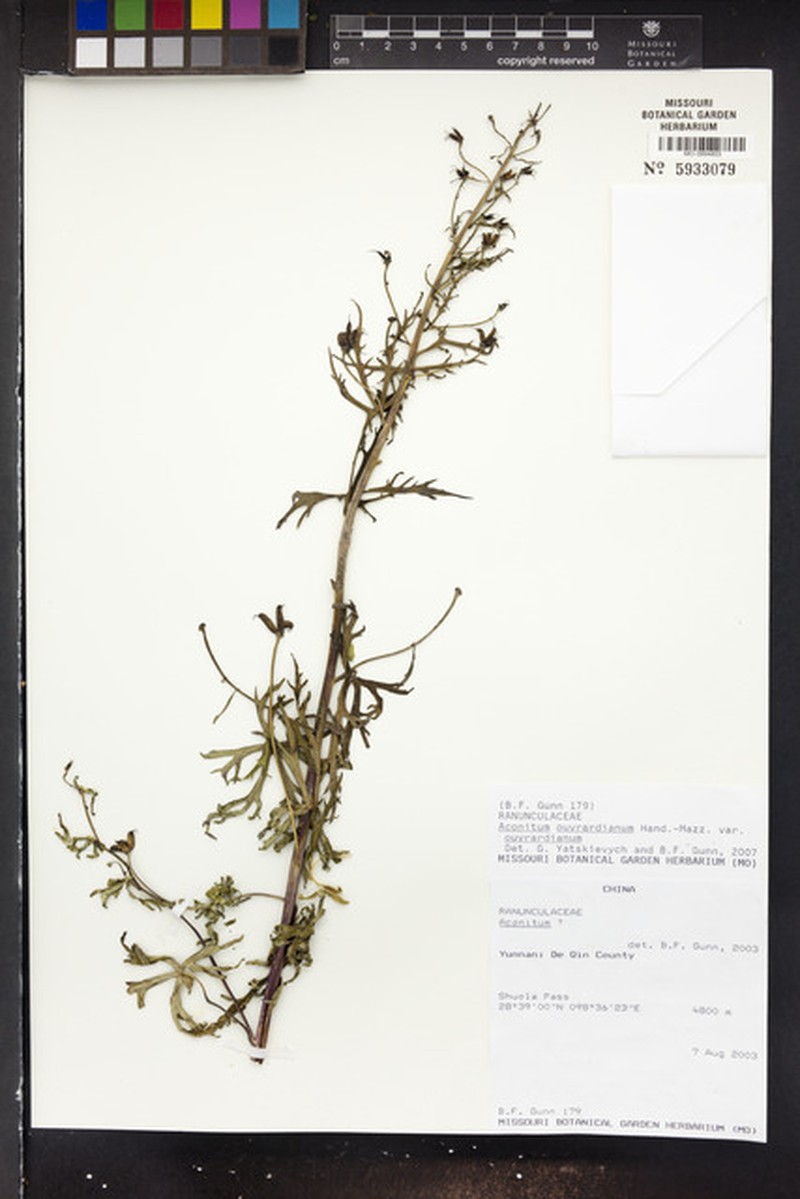Aconitum acutiusculum