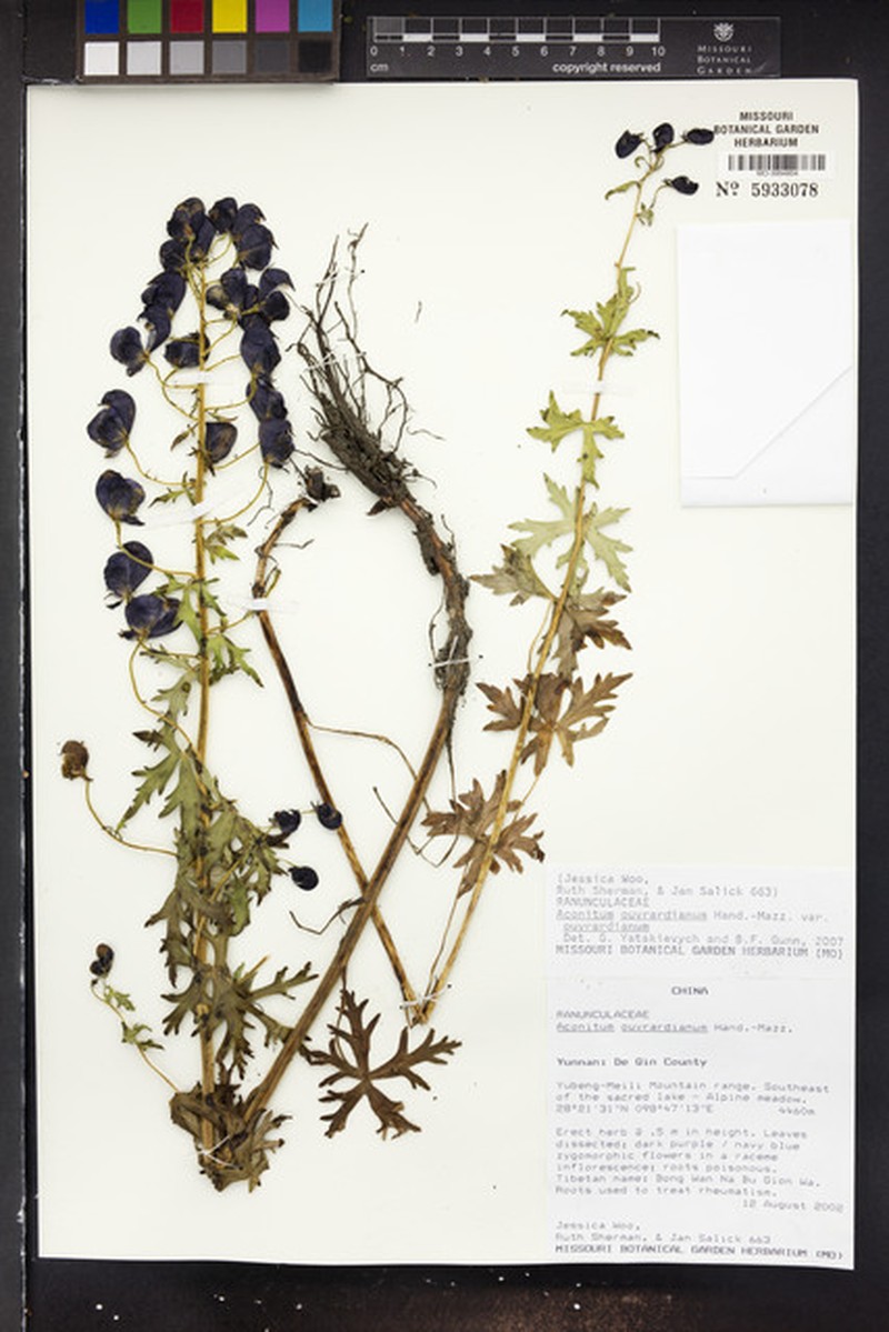 Aconitum acutiusculum photo 2