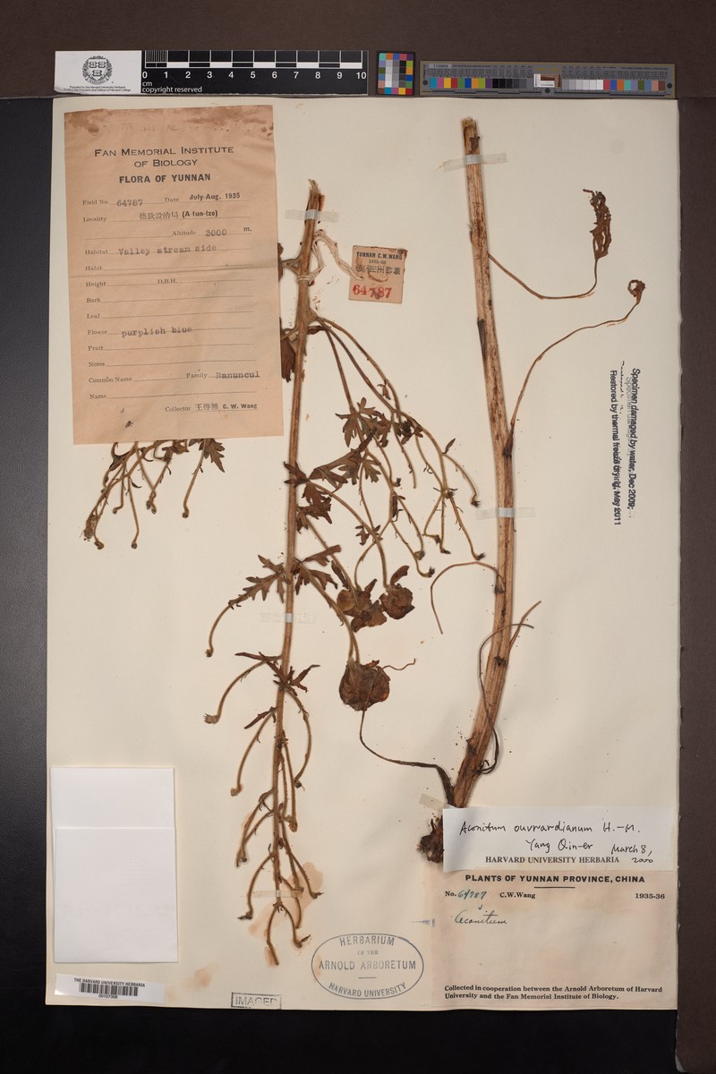 Aconitum acutiusculum photo 3