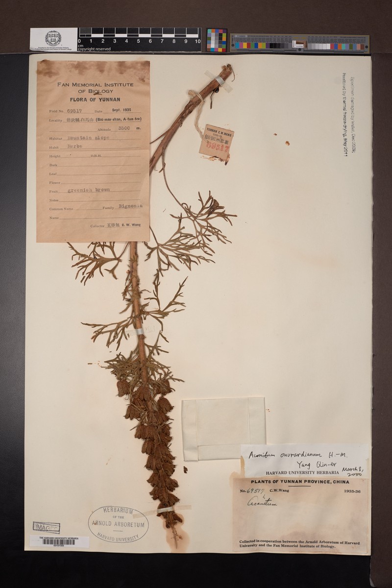 Aconitum acutiusculum photo 4