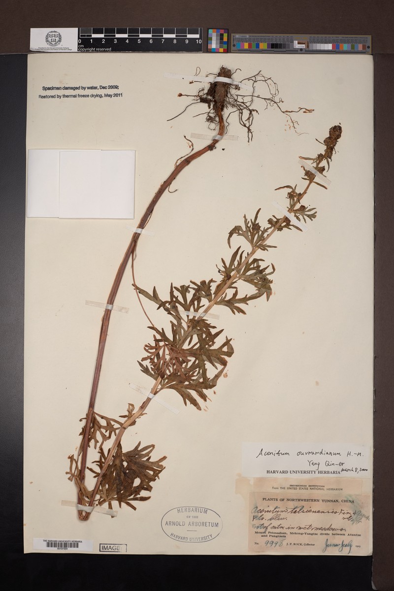 Aconitum acutiusculum photo 5
