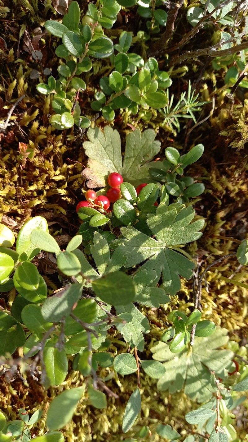 Aconitum ajanense photo 2