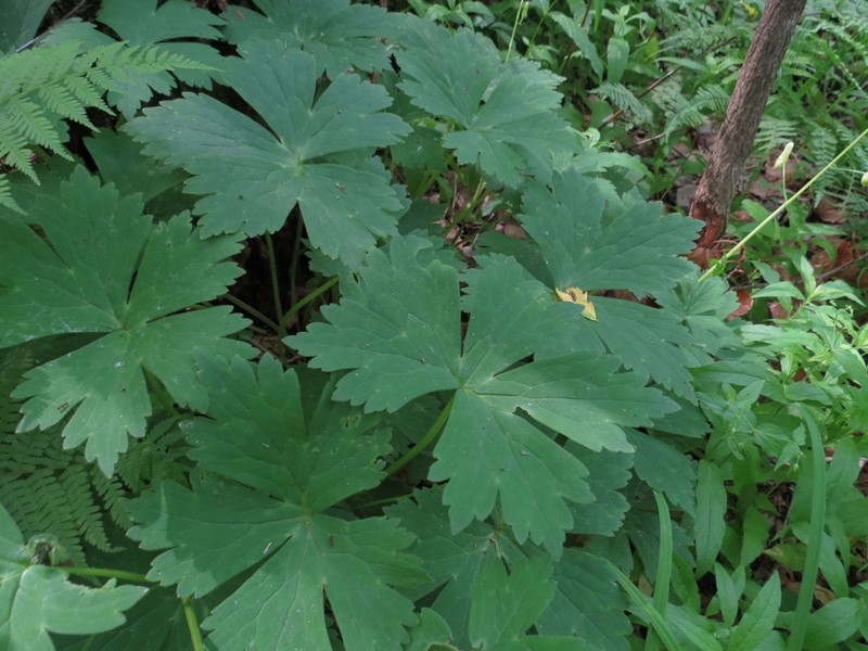 Aconitum ajanense photo 3
