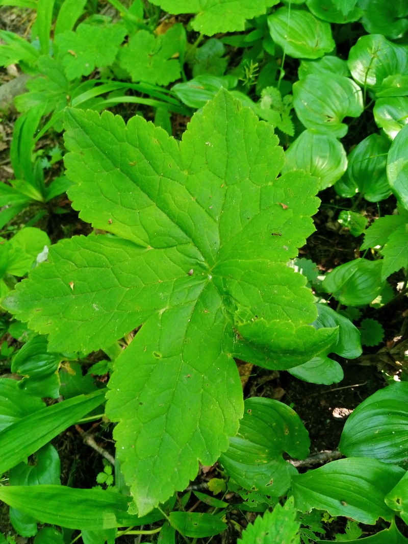 Aconitum alboviolaceum