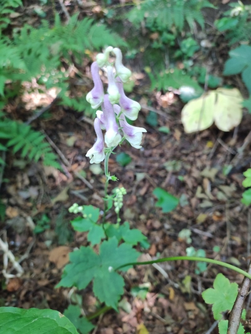 Aconitum alboviolaceum photo 2