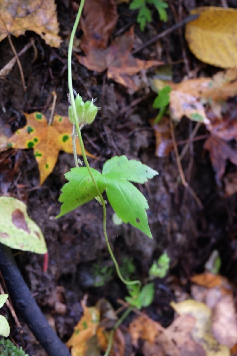 Aconitum alboviolaceum photo 3