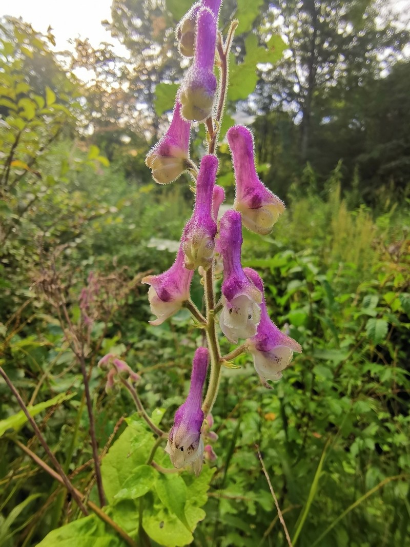 Aconitum alboviolaceum photo 4