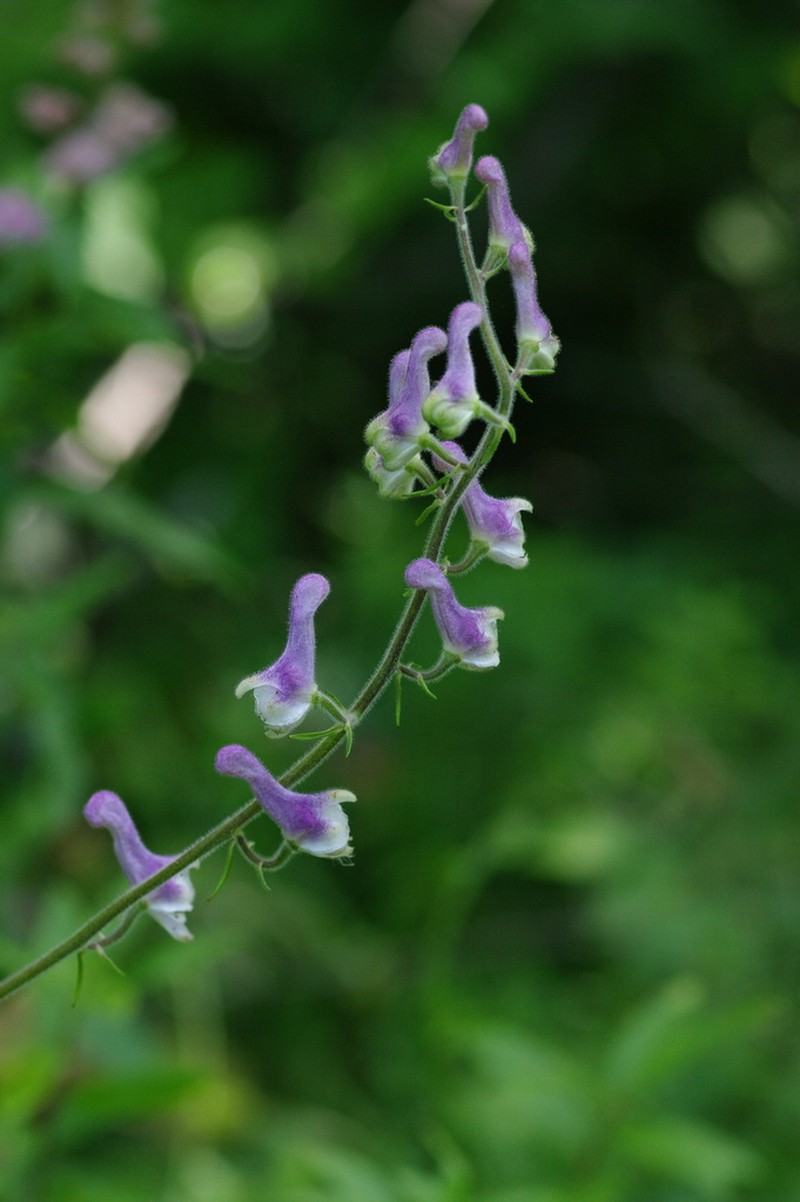 Aconitum alboviolaceum photo 5