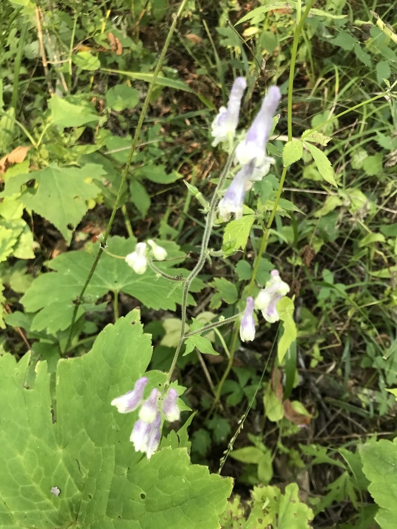 Aconitum alboviolaceum photo 6