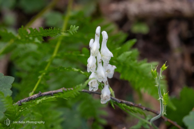 Aconitum alboviolaceum photo 8
