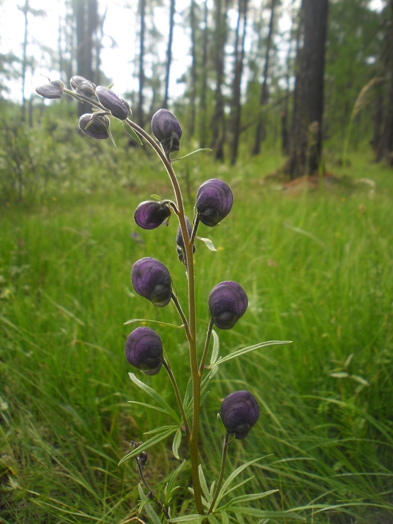 Aconitum ambiguum